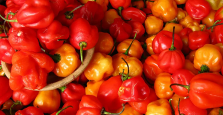 Pimenta de Cheiro