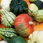 Tudo sobre abóboras